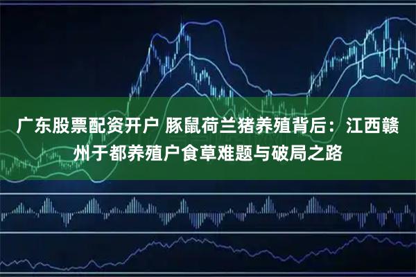 广东股票配资开户 豚鼠荷兰猪养殖背后：江西赣州于都养殖户食草难题与破局之路