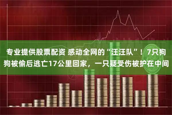 专业提供股票配资 感动全网的“汪汪队”！7只狗狗被偷后逃亡17公里回家，一只疑受伤被护在中间