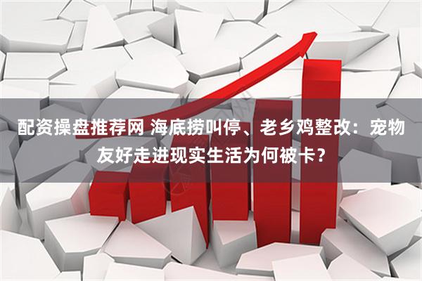 配资操盘推荐网 海底捞叫停、老乡鸡整改：宠物友好走进现实生活为何被卡？